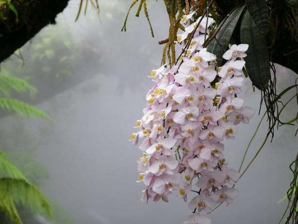 Phalaenopsis orkidé i naturen. Foto til artiklen, jeg tog til internettet