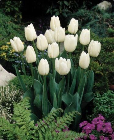 Tulipaner - den meget charme!