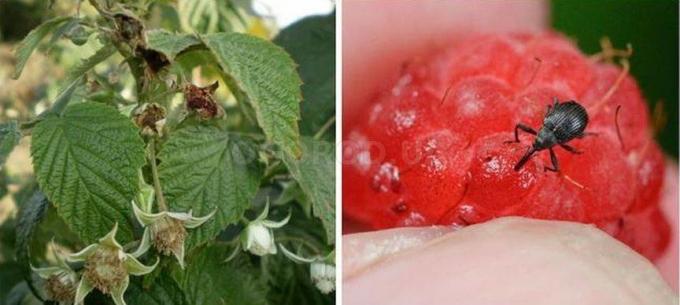 Beetle billen og konsekvenserne af sit "arbejde" på hindbær