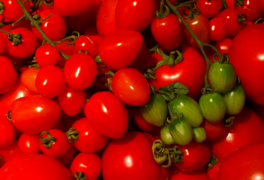 5 af skygge-tolerante sorter af tomater
