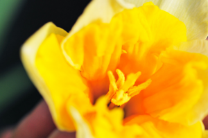 Hvorfor påskeliljer ikke blomstrer. Hvad skal man gøre for en årlig blomstrende påskeliljer