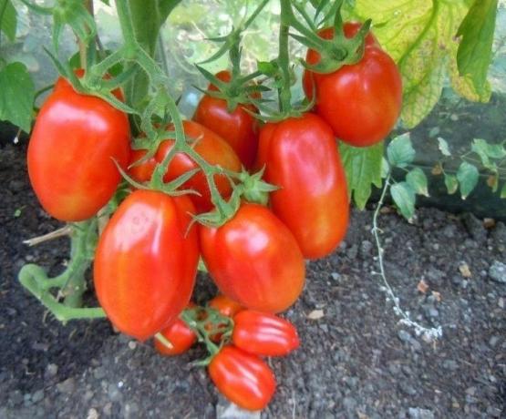 Frugterne af tomater