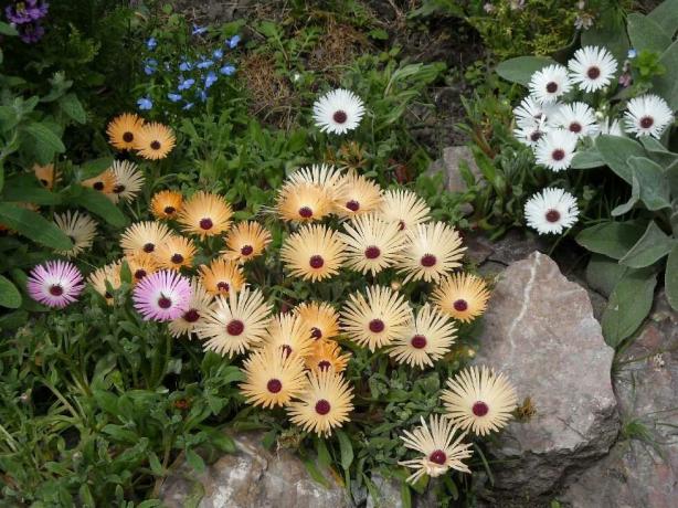 Doreantusa farve af blomster er pink, hvid, gul, to-farvet og monokrom, lyse og dæmpet. Foto: sornyakov.net