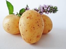 7 super tidlige og lækre kartoffelsorter
