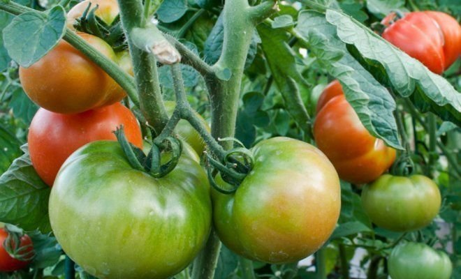 modning tomater