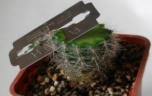Korrekt beskæring af kaktus: nogle vigtige tips