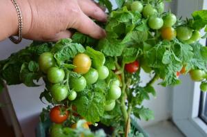 Tomater hele året rundt 5 af de bedste sorter til vinduet