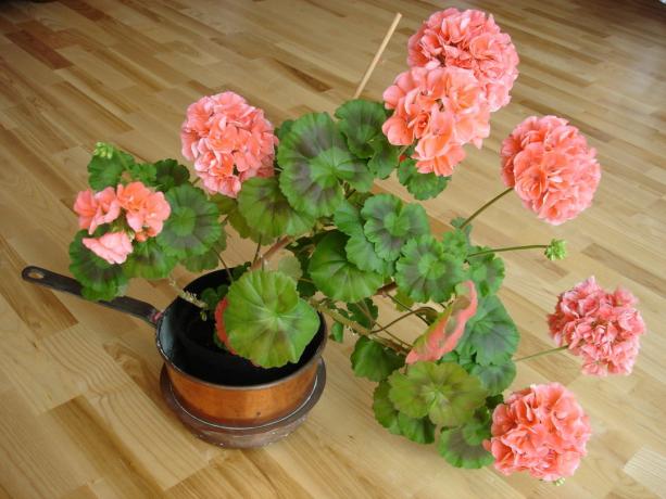 Denne geranium har længe beskæring! (Koffkindom.ru)