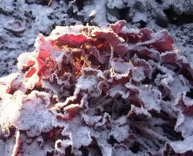 Heuchera blade, pudret med sne