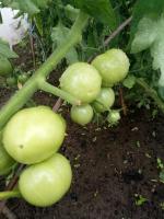 Forbered tomat åbent terræn i den regnfulde periode. Hvad gør man med buske af tomater