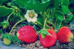 4 Folks heroiske gødning til at vokse jordbær