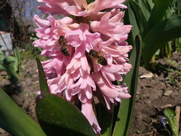 Hyacinth i min have