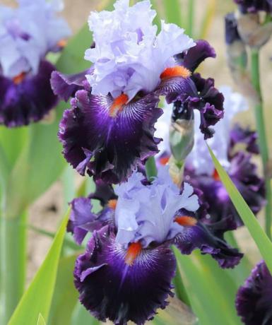Smuk blomst vifte skæggede iris