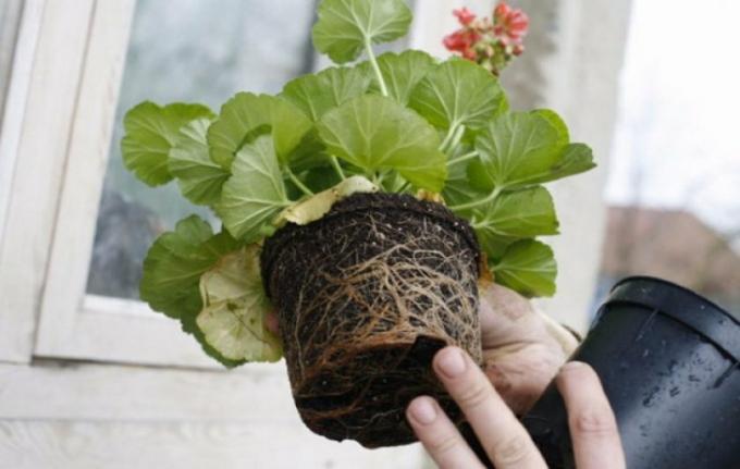 Geranium transplanteret omladning uden at beskadige rødderne. Foto: fermer.blog