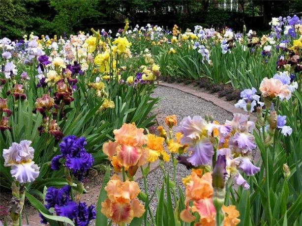 Iris fans skaber hele haver af denne plante. De kaldes iridariyami. Tvivl om, at for en sådan skønhed ingen bekymrer sig. 