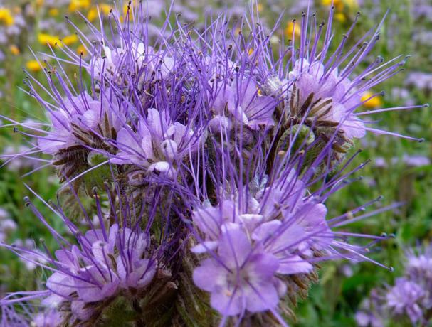 Lyse blomster tiltrække bier Phacelia