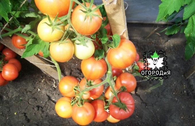 Tomater på lastning nødvendigvis fugt