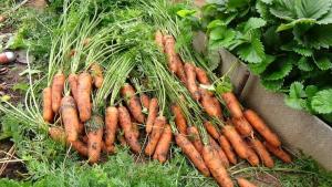 Tid: Når det drejer sig tid til at rense gulerødder i haven?