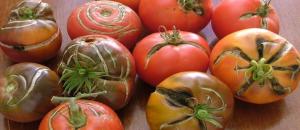 Hvorfor der er revner på tomater. Grundene til, at de ikke kender alle gartnere.