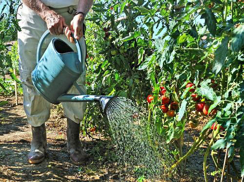 Tomater som varme og fugt (teplicnik.ru)