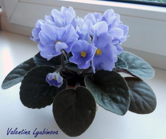 Blå violet (foto Valentina Lubimova fra forum)