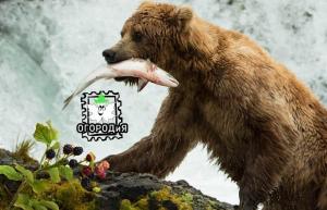 Hvad en bjørn kan undervise gartnere