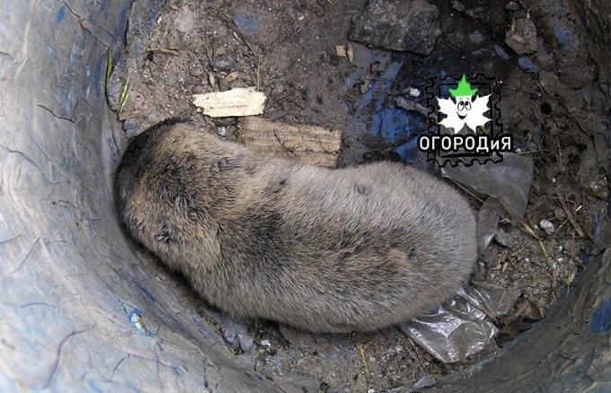De første muldvarp rotter, som blev fanget og genudsat i marken