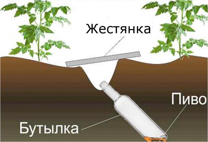 design ordningen klopkan.ru websted