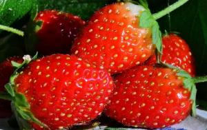 Hell løsning mod skadedyr og sygdomme, og ikke kun jordbær
