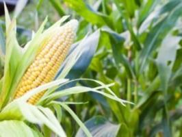 Fordele og skadelige virkninger af majs for menneskers sundhed
