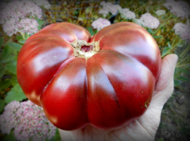 5 bedste sorte sorter af tomater