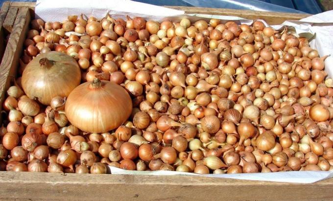 Onion sæt klar til udplantning