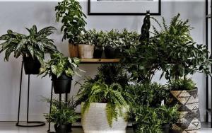 Naturlig "aromaterapi" til dit hjem. 6 duftende planter og blomster
