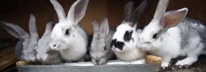 Kaniner på gulvet: den billigste og nemmeste måde at indhold