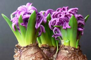 At tvinge hyacinter 8. marts: hvor du skal begynde at vokse i hjemmet betingelser