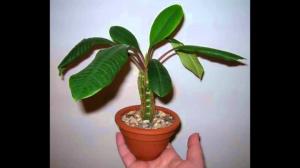 Indendørs vokse Euphorbia korrekt. finesser af pleje
