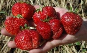 Hvilke sorter til plante jordbær til foder sødt bær hele sommeren.