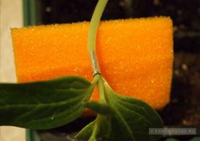 Hvorfor vandmelon lagenariya: vegetabilske vaccination afgrøder