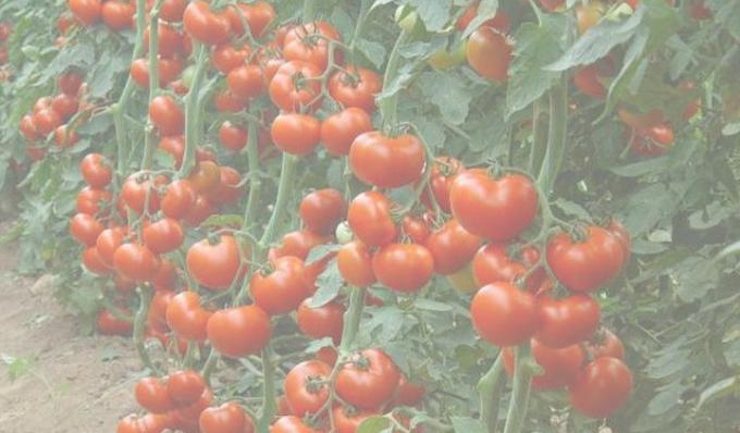 Rich tomat afgrøde. Foto fra internettet