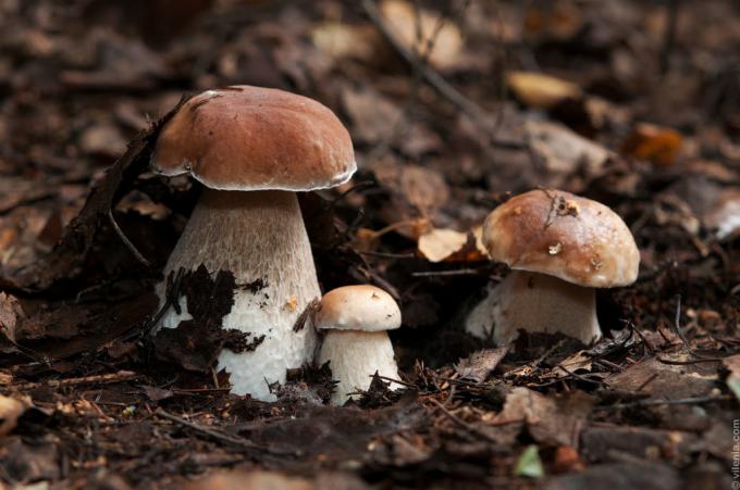 Sød lille familie porcini svampe. Illustrationer til denne artikel er taget fra internettet fra fri adgang