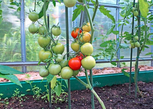 Jeg kan lide det, når tomater er ikke kun lækre, men også smuk