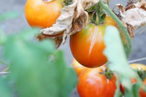 Crib avleren hvorfor tomater briste og hvad de skal gøre