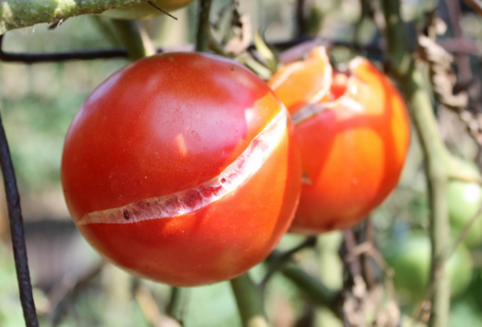 Cracked tomater: visuelt. Foto til illustration noter taget fra Yandex. billeder