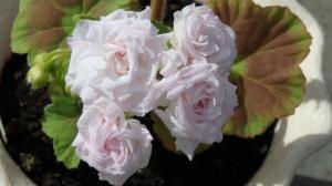 Pelargonium Rococo: særlige plantning og voksende skønhed