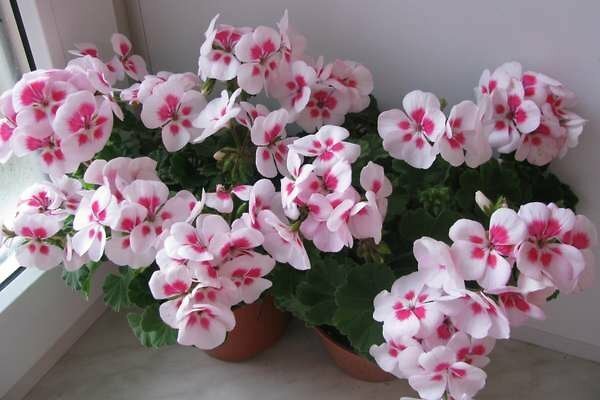 Pelargonium 'Flower fe White Splash'