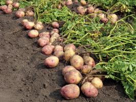 I kampen for store og velsmagende kartofler: pasning og fodring af sidstnævnte i august