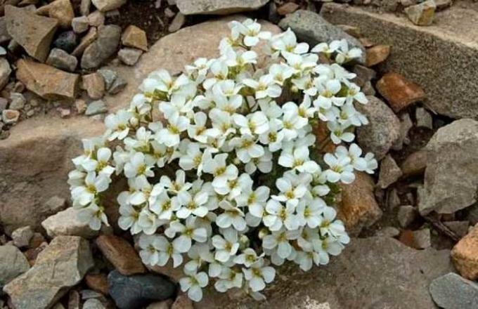 Hvide blomster arabisa