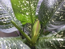 Blomstrende dieffenbachia, og de grundlæggende principper for omsorg for planter