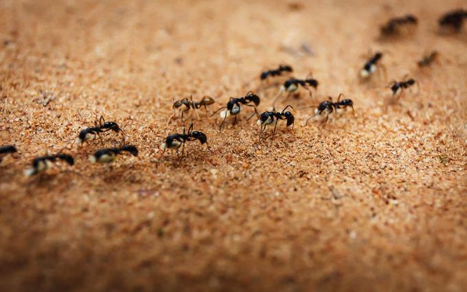 Forviser myrer med salt | ZikZak