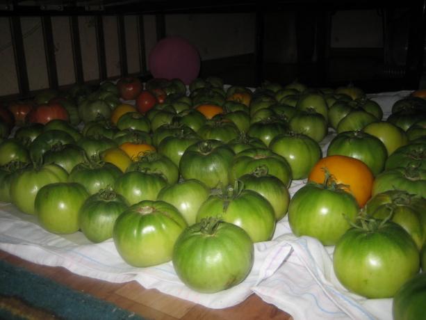 Modning tomater (yagodka.club)